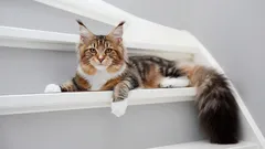 Maine Coon: everything you need to know about this gentle giant.