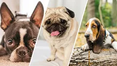 12 dog breeds that have a stronger sense of smell than others.
