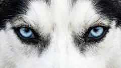 Why you can not look your dog directly in the eyes: a communication mistake that can provoke aggression