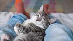 Does your cat sleep at your feet or at your head? An explanation of your cat's nighttime preferences.