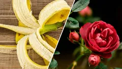 Why you shouldn't throw away banana peels: fertilizer that is more valuable than gold for your roses.