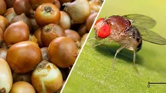 I got rid of the flies in my onions and flowers using a regular wine cork (and I recommend it—it works!).