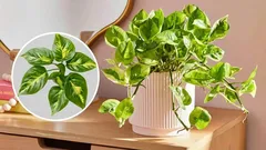 Scindapsus purifies the air and brings money: what a miracle plant!