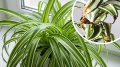 Why are the tips of your houseplant's leaves drying out?