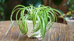Why chlorophytum? It is a “spider plant” that can effectively purify indoor air.