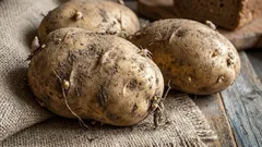 What happens to potatoes if you water them with yeast: a penny remedy for giant tubers
