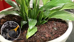 Why charcoal was added to the soil for indoor flowers: the reason, which is concealed in the stores