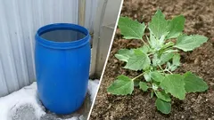 How to turn a barrel of water into powerful fertilizer: just throw this weed in there