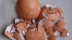 Eggshell fertilizer for indoor plants: how to make it?