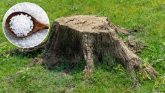 There will be no trace left of the stump in the garden. A proven method for gardeners.