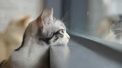 Do you miss your cat? The answer will surprise you!