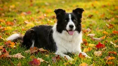 Border Collie: a genius among dogs that will change your life.