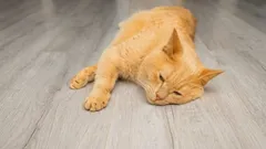 How to determine if your cat is sick: these “warning signs” require immediate action.